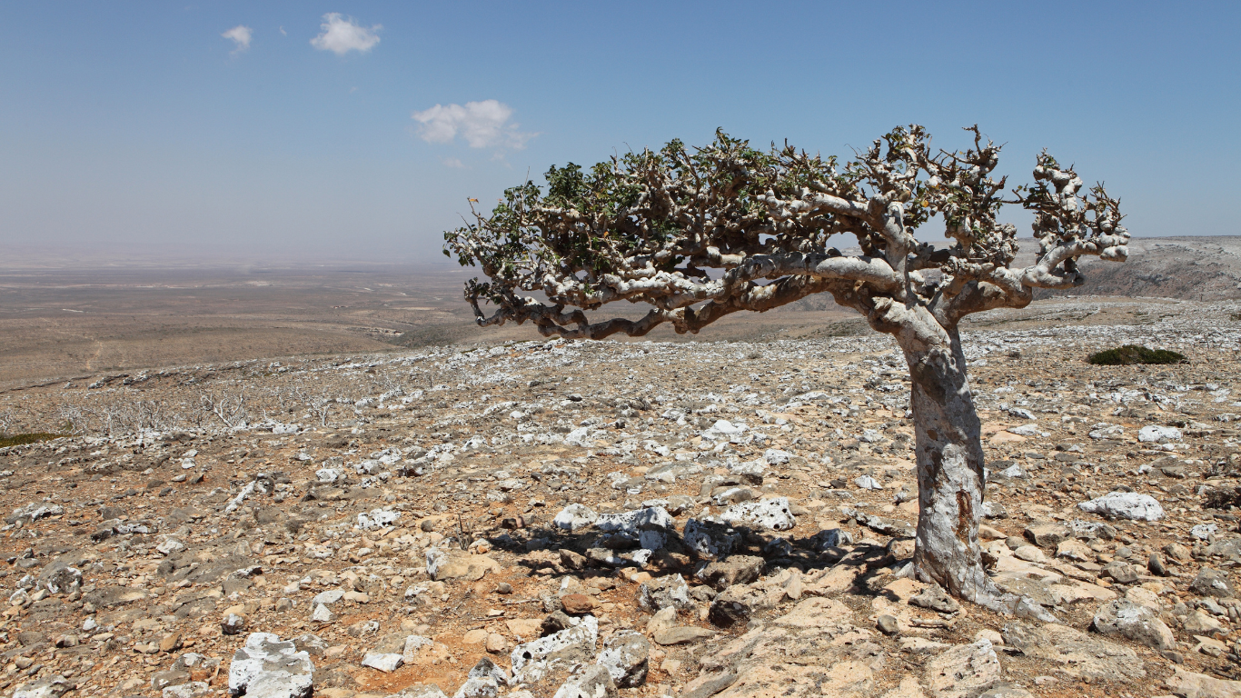 Omani Frankincense